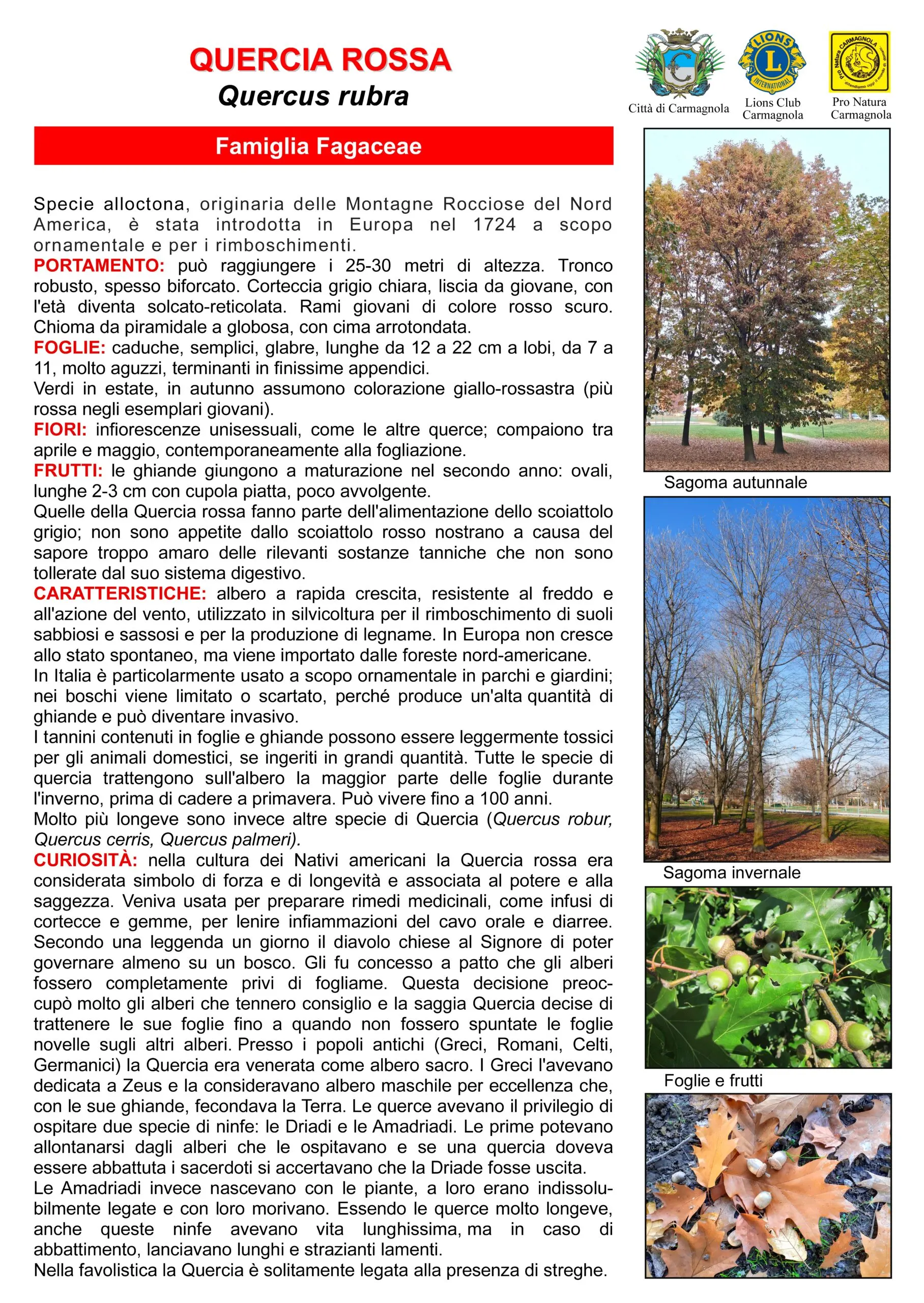 Illustrated sheet in Italian: Red oak, with the photos: Autumn silhouette, Winter silhouette, Leaves and fruits, (fourth photo, dry leaves and acorns on the ground: no visible caption)