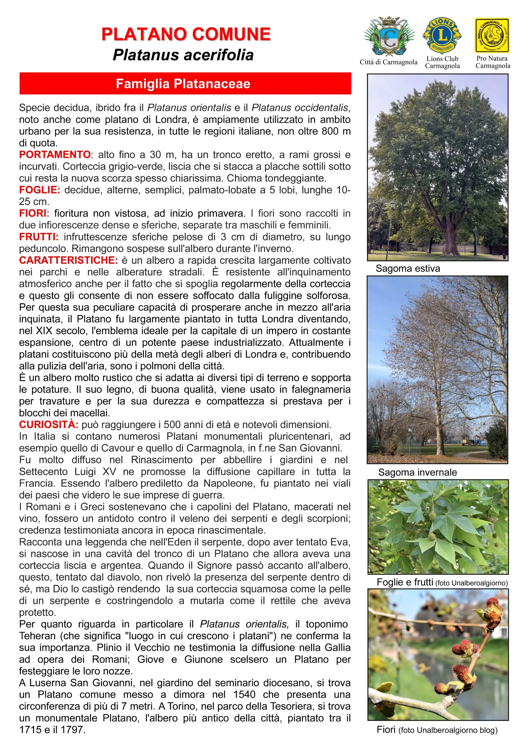Illustrated sheet in Italian: London plane, with the photos: Summer silhouette, Winter silhouette, Leaves and fruits (photo: Unalberoalgiorno), Flowers (photo: Unalberoalgiorno blog)