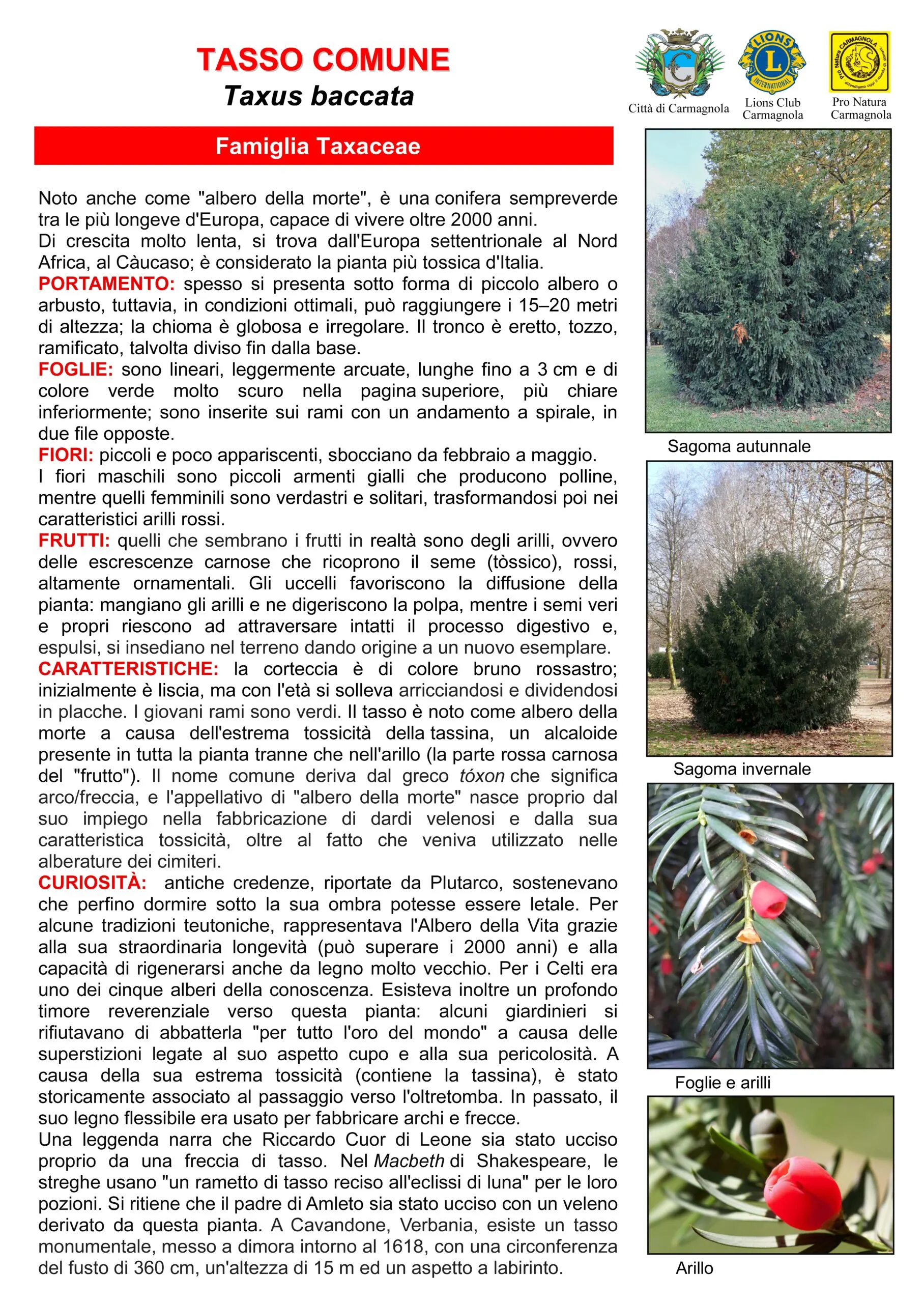 Illustrated sheet in Italian: Common yew, with the photos: Autumn silhouette, Winter silhouette, Leaves and arils, Aril