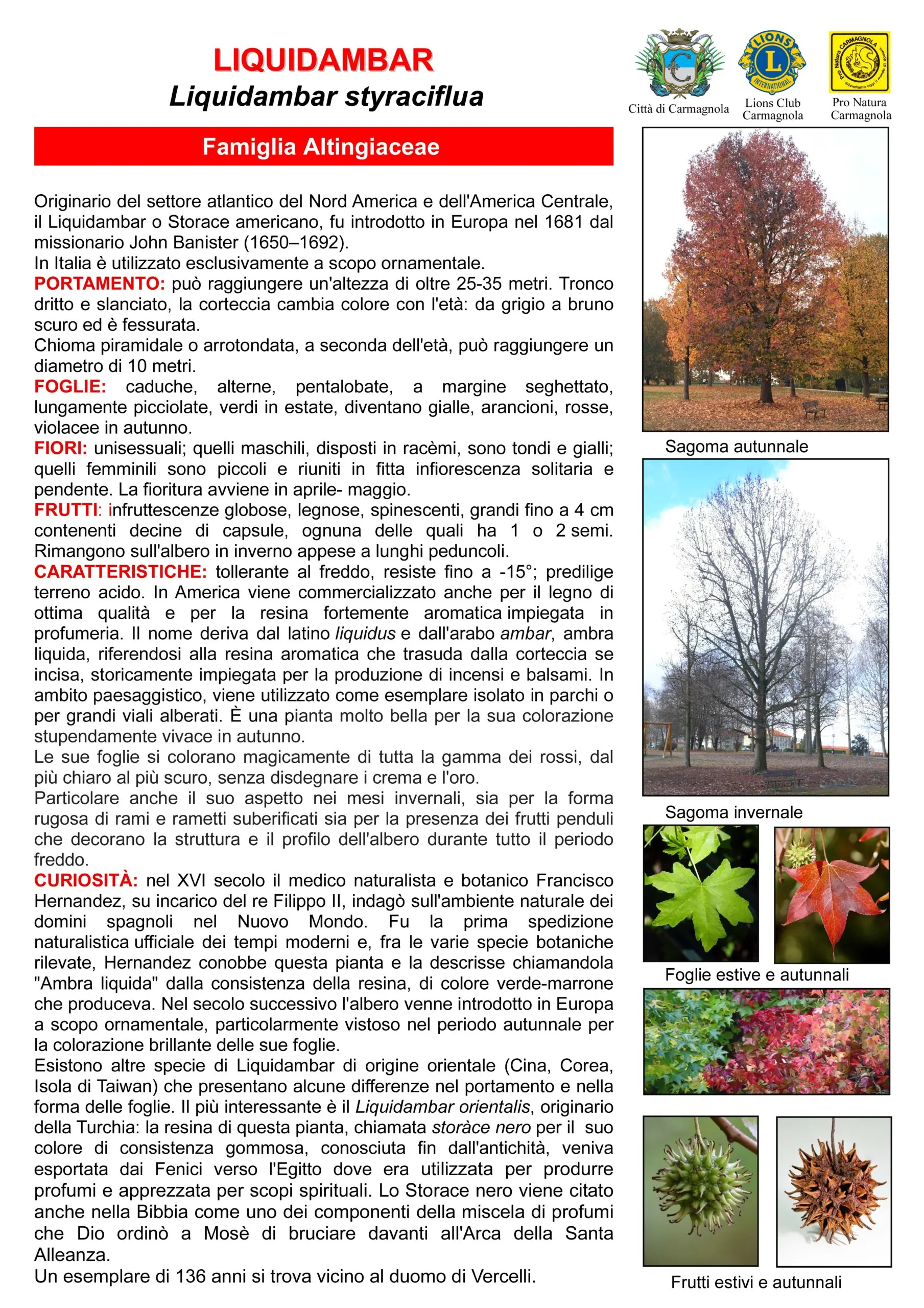 Illustrated sheet in Italian: Sweet gum, with the photos: Autumn silhouette, Winter silhouette, Summer and autumn leaves (two photos side by side, plus a third photo below with no caption of its own), Summer and autumn fruits (two photos side by side)