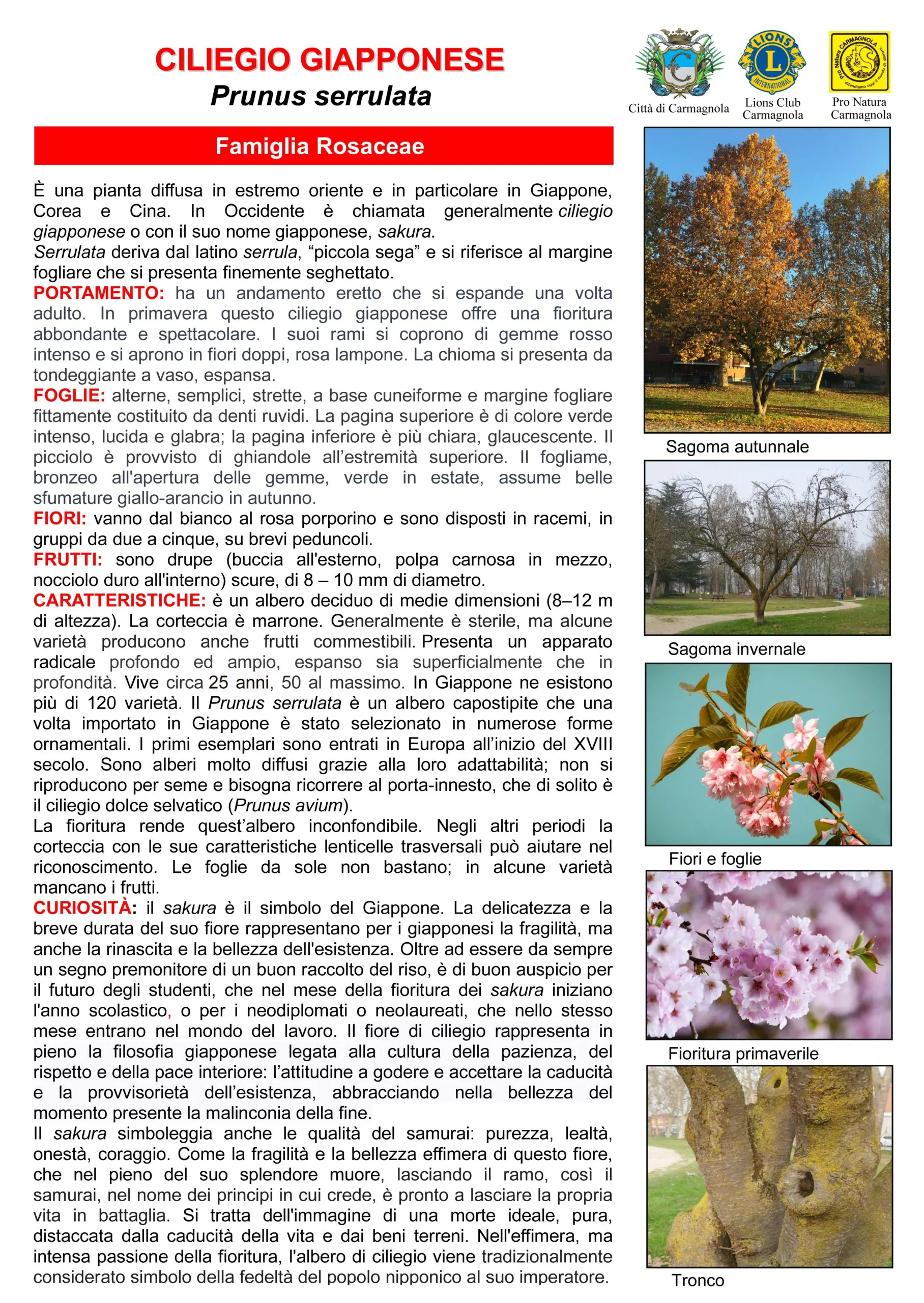 Illustrated sheet in Italian: Japanese cherry, with the photos: Autumn silhouette, Winter silhouette, Flowers and leaves, Spring flowering, Trunk