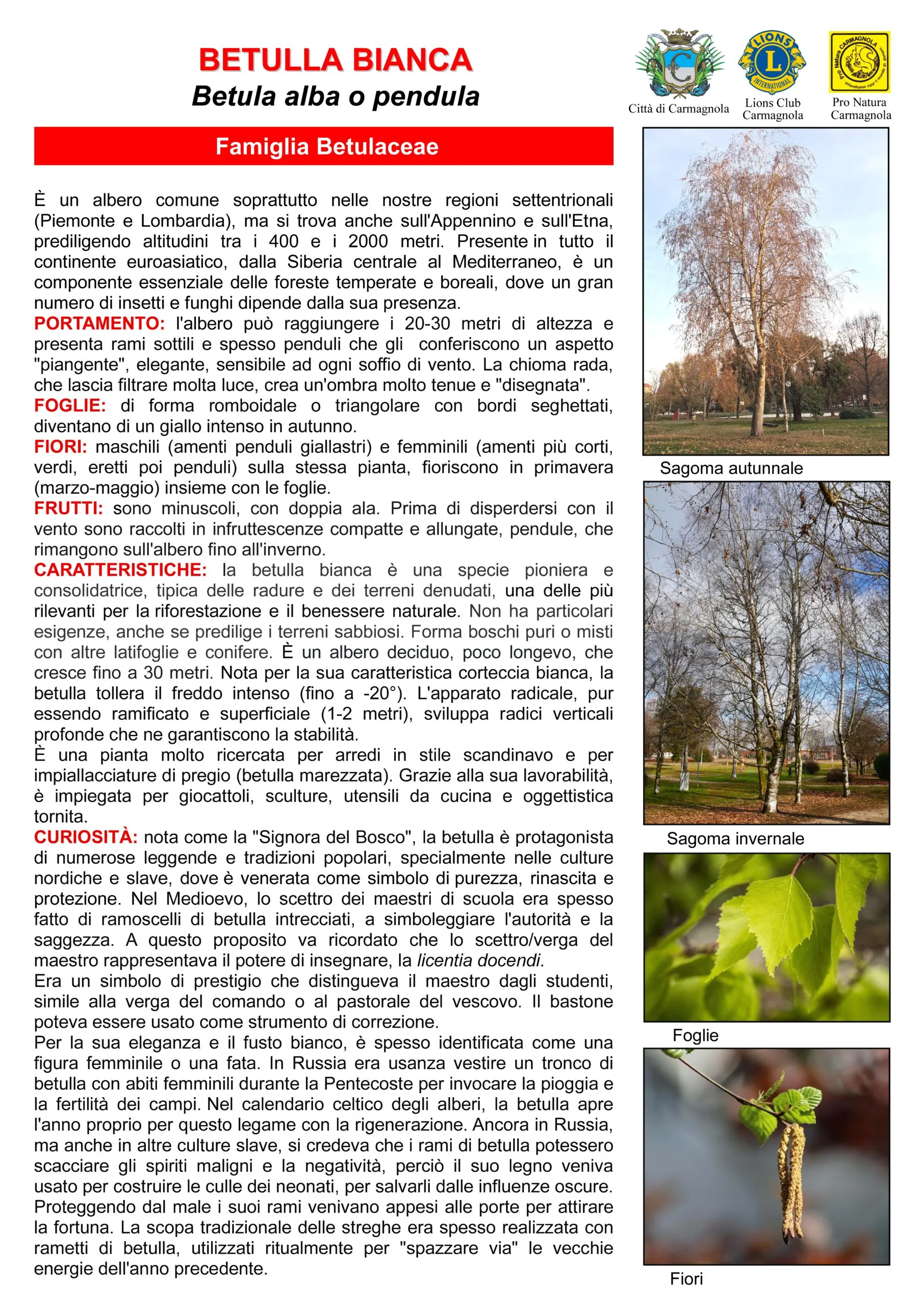 Illustrated sheet in Italian: Silver birch, with the photos: Autumn silhouette, Winter silhouette, Leaves, Flowers