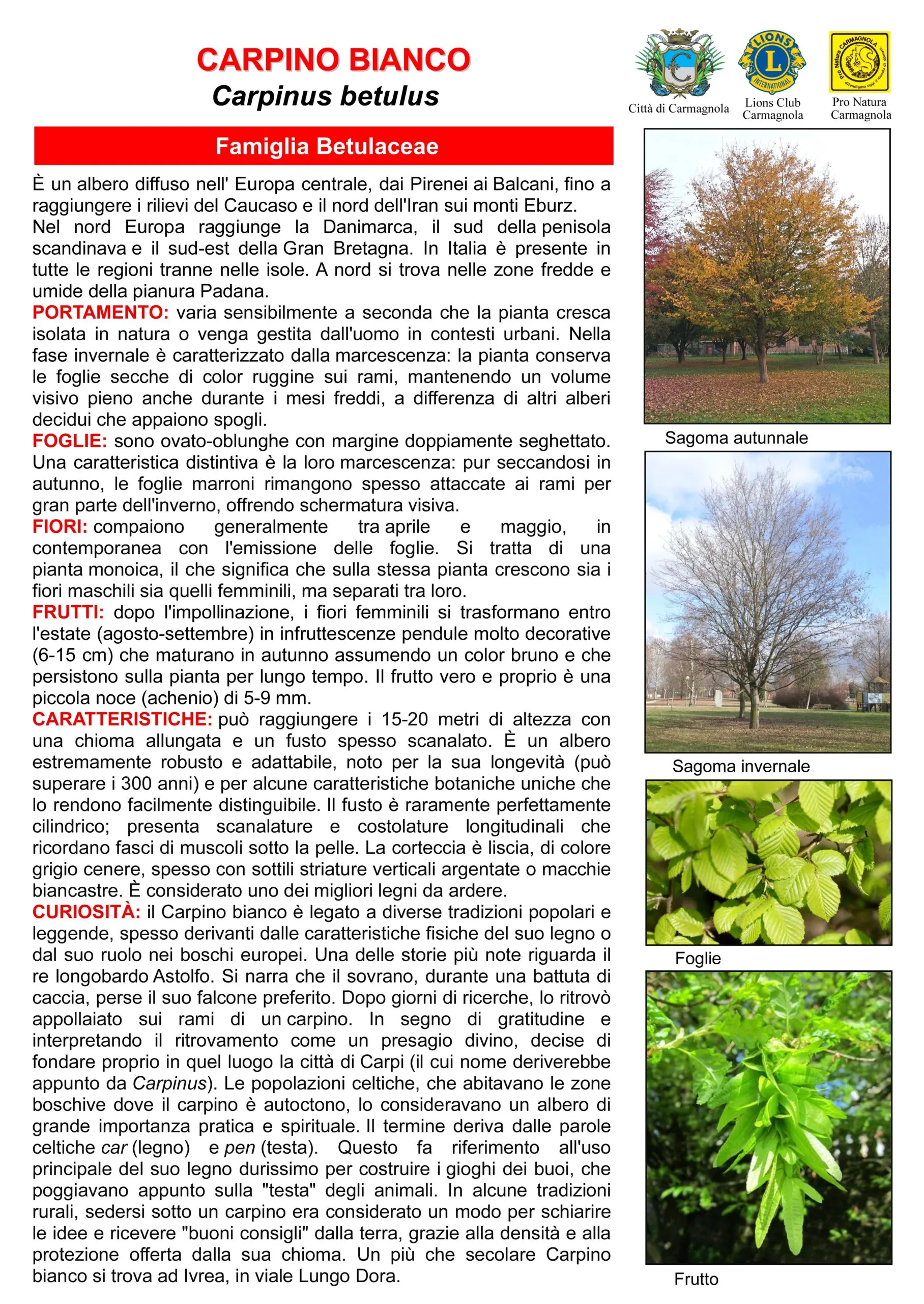 Illustrated sheet in Italian: Common hornbeam, with the photos: Autumn silhouette, Winter silhouette, Leaves, Fruit
