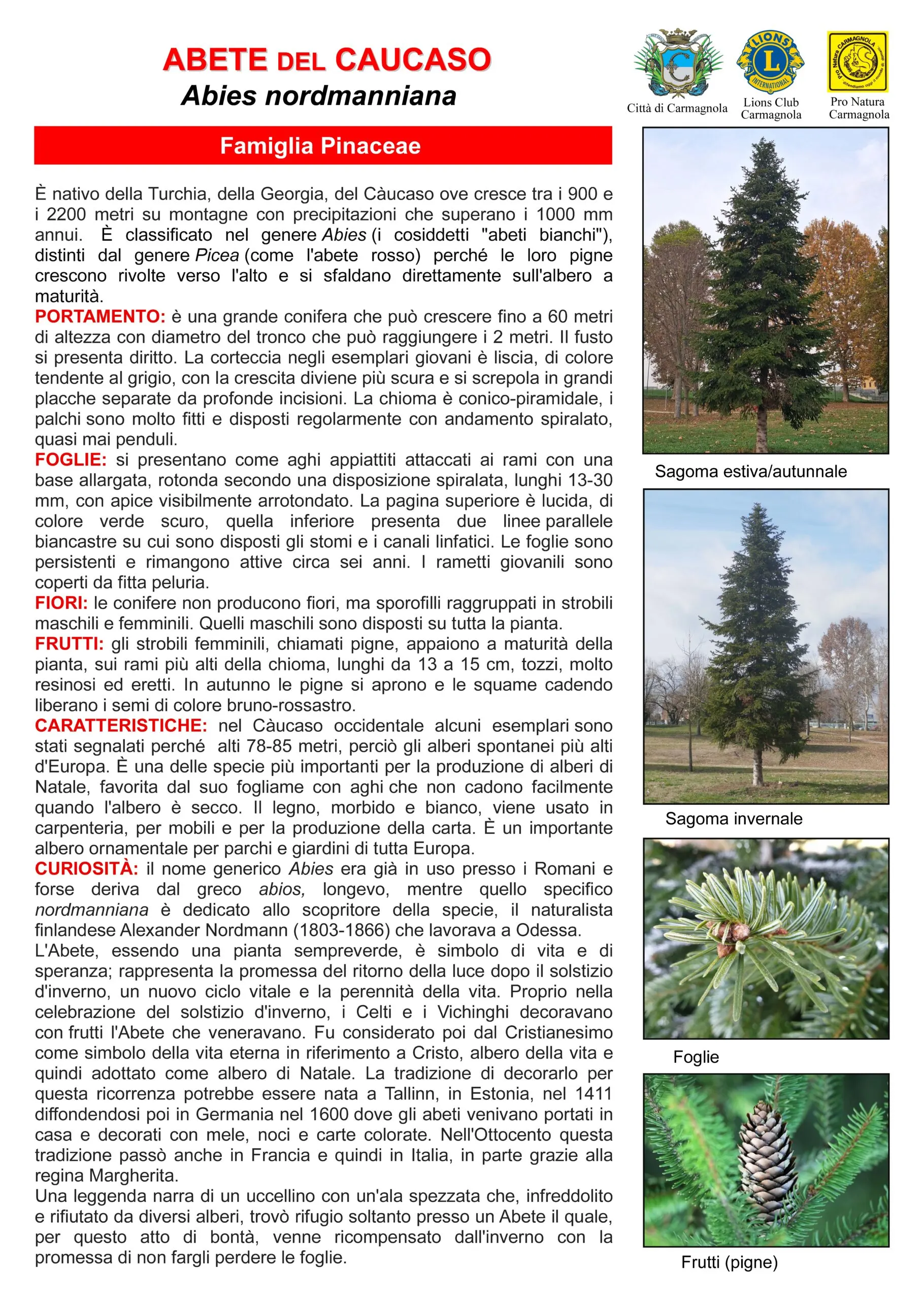 Illustrated sheet in Italian: Nordmann fir, with the photos: Summer/autumn silhouette, Winter silhouette, Leaves, Fruits (cones)