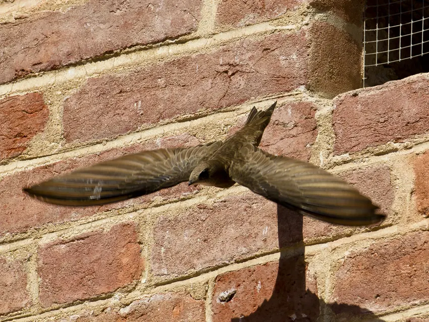 Pallid swift (Apus pallidus) flying out of its nest in Carmagnola