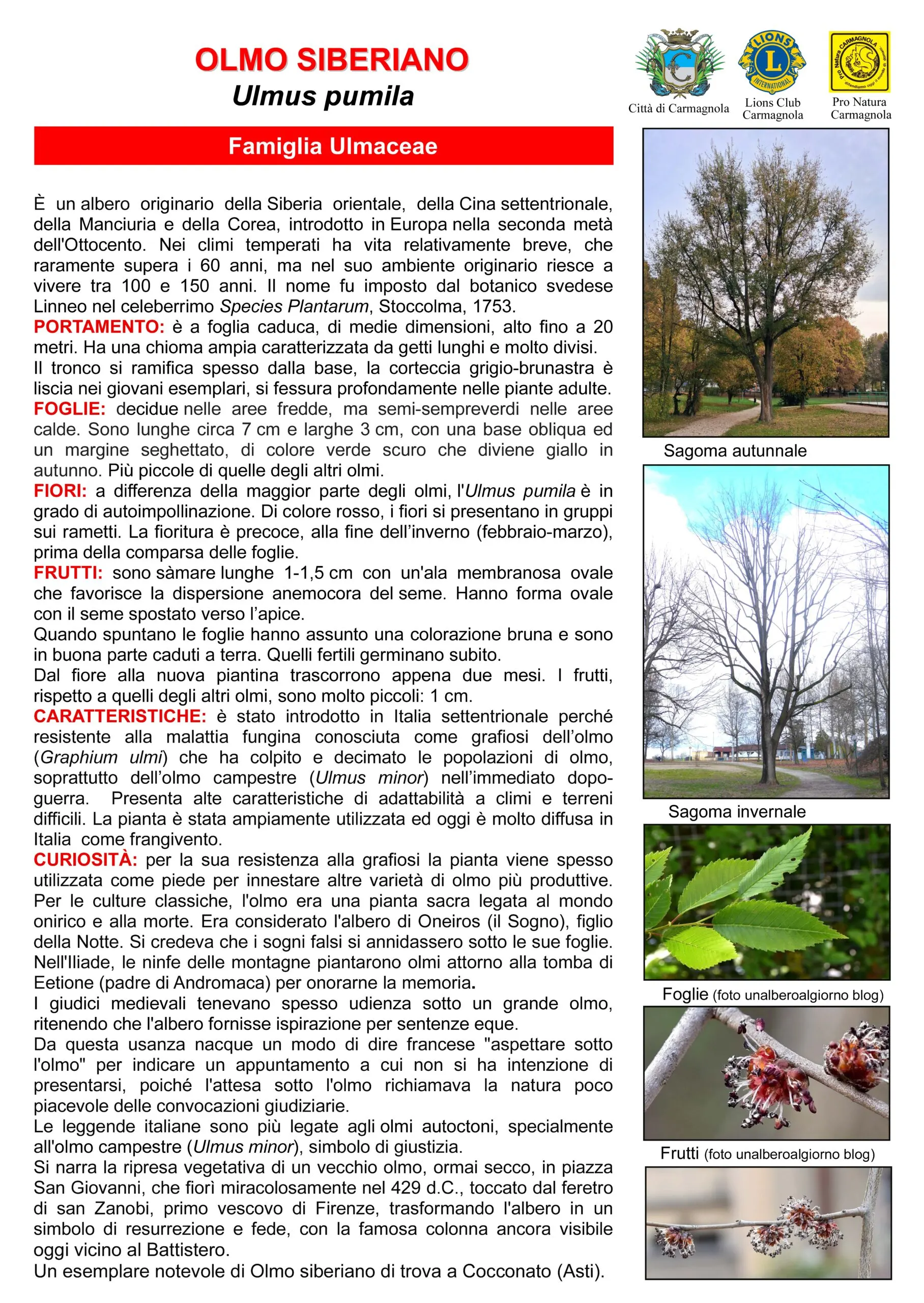Illustrated sheet in Italian: Siberian elm, with the photos: Autumn silhouette, Winter silhouette, Leaves (photo: unalberoalgiorno blog), Fruits (photo: unalberoalgiorno blog), (last photo without a caption)
