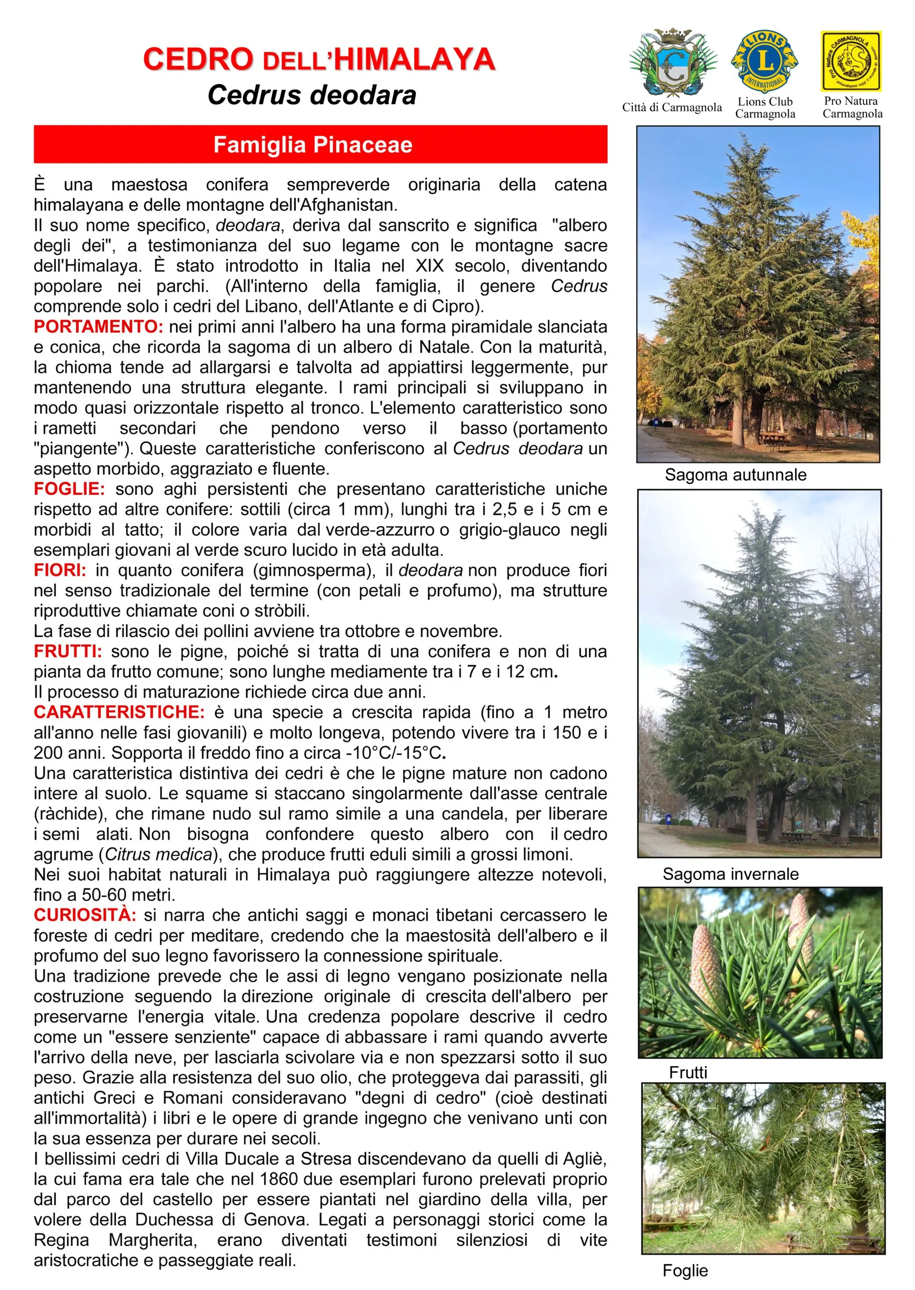 Illustrated sheet in Italian: Deodar cedar, with the photos: Autumn silhouette, Winter silhouette, Fruits, Leaves