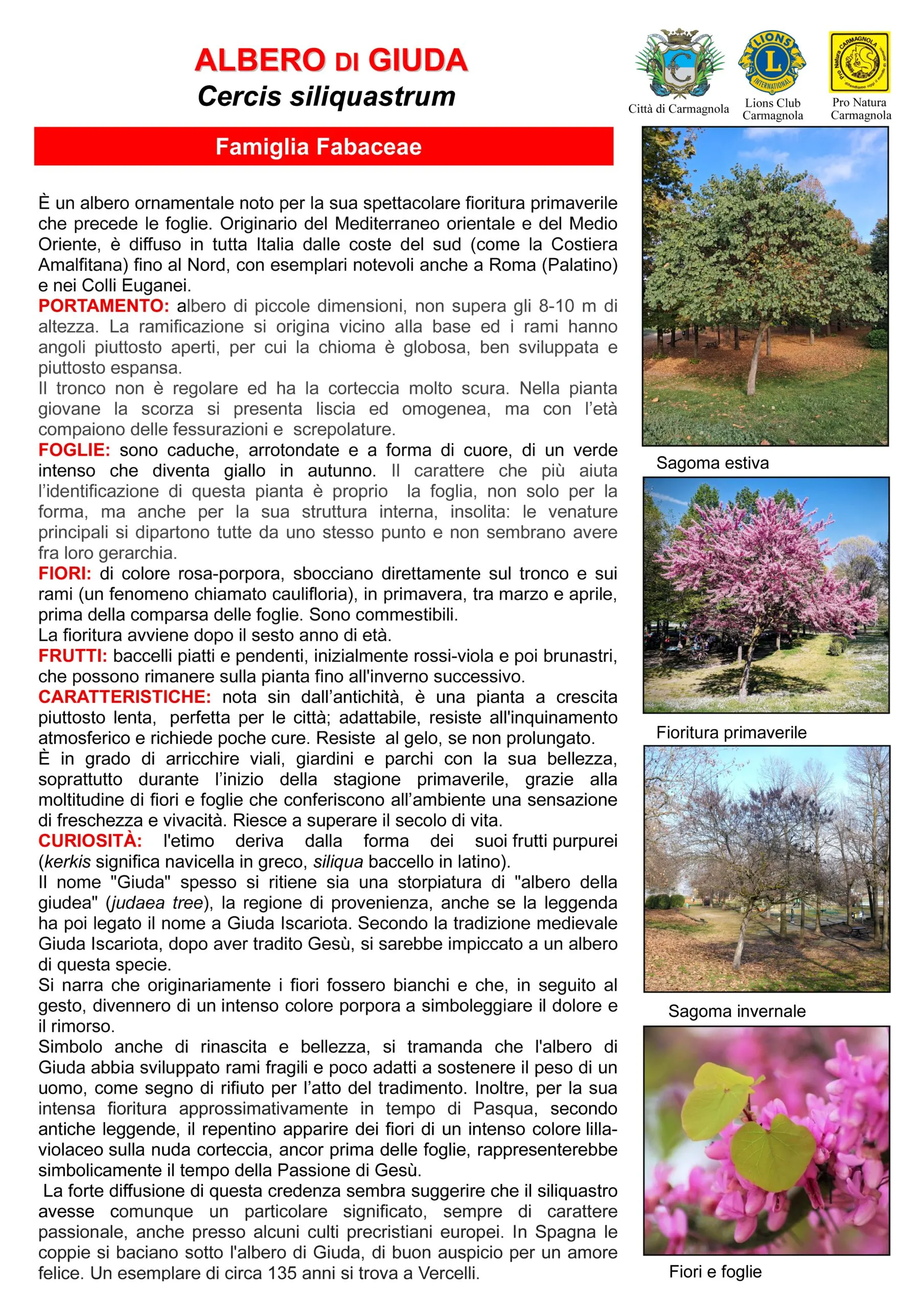 Illustrated sheet in Italian: Judas tree, with the photos: Summer silhouette, Spring flowering, Winter silhouette, Flowers and leaves
