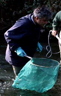 Giovanni B. Delmastro in a stream, with a large green net during a sampling session