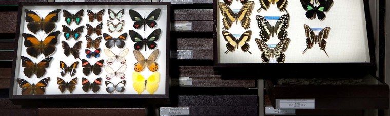 Butterfly collection