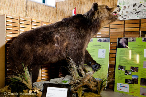 The Museum's brown bear