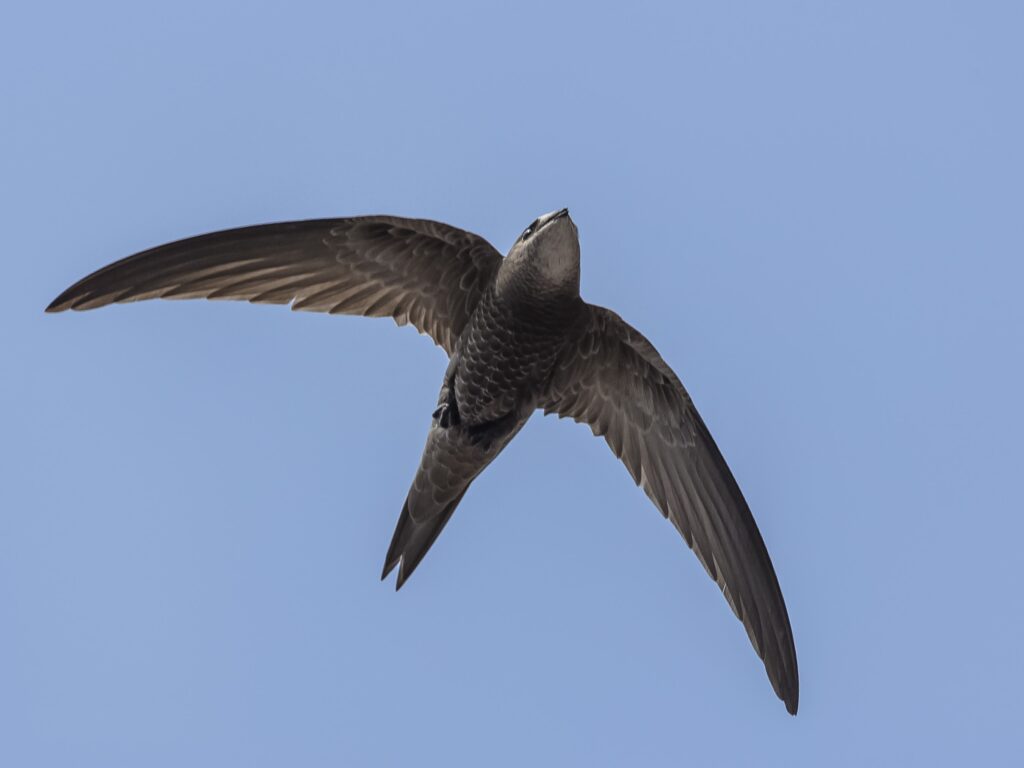 A pallid swift in flight, seen from below