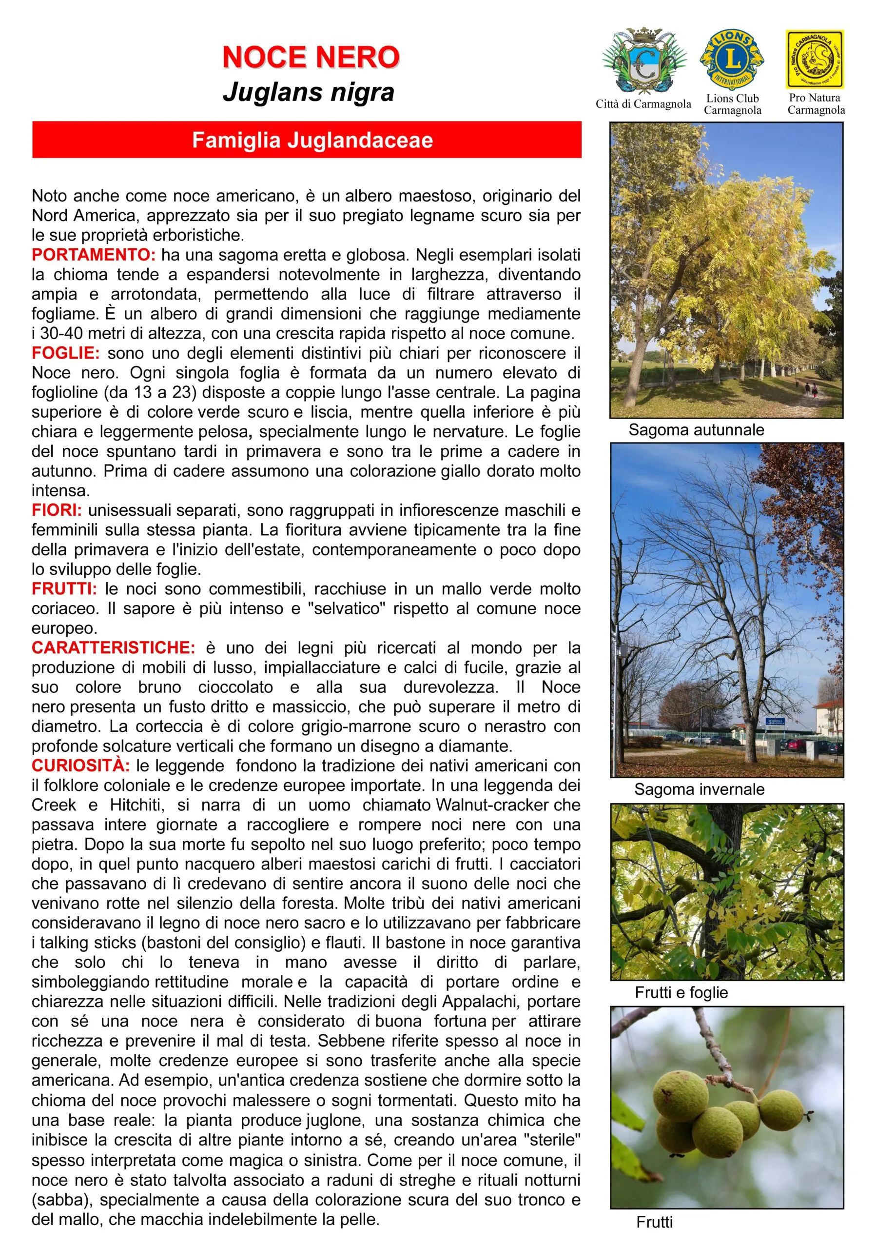 Scheda illustrata: Noce nero, con le foto: Sagoma autunnale, Sagoma invernale, Frutti e foglie, Frutti