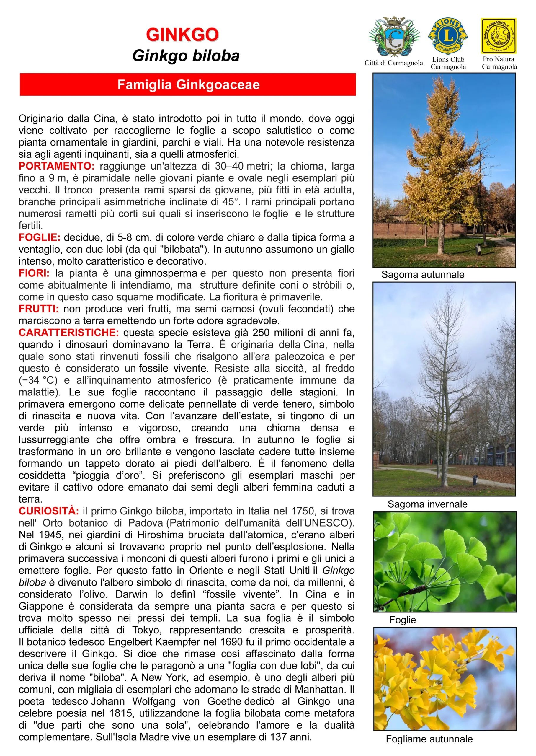 Scheda del Ginkgo (Ginkgo biloba) del percorso botanico