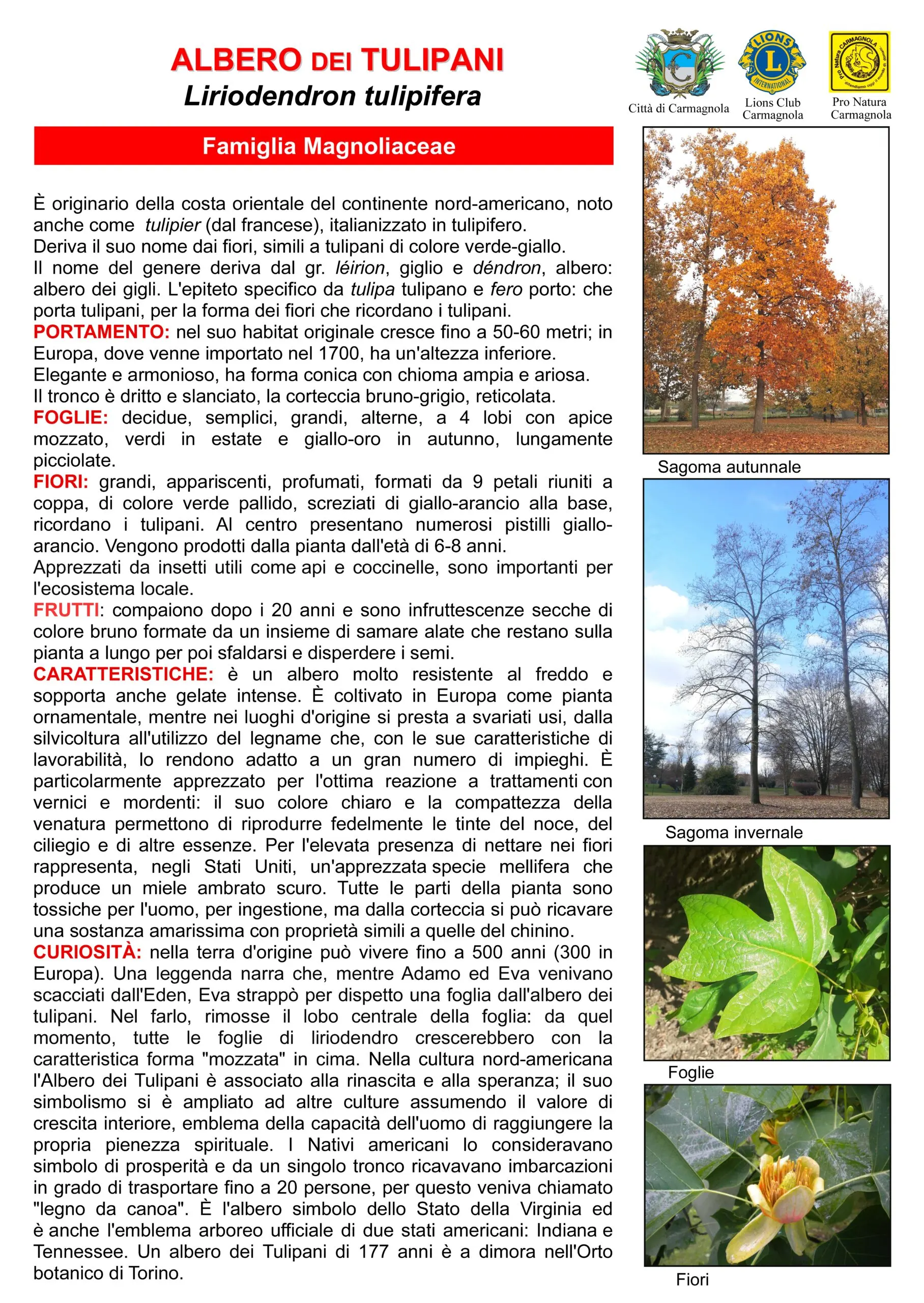 Scheda illustrata: Albero dei tulipani, con le foto: Sagoma autunnale, Sagoma invernale, Foglie, Fiori