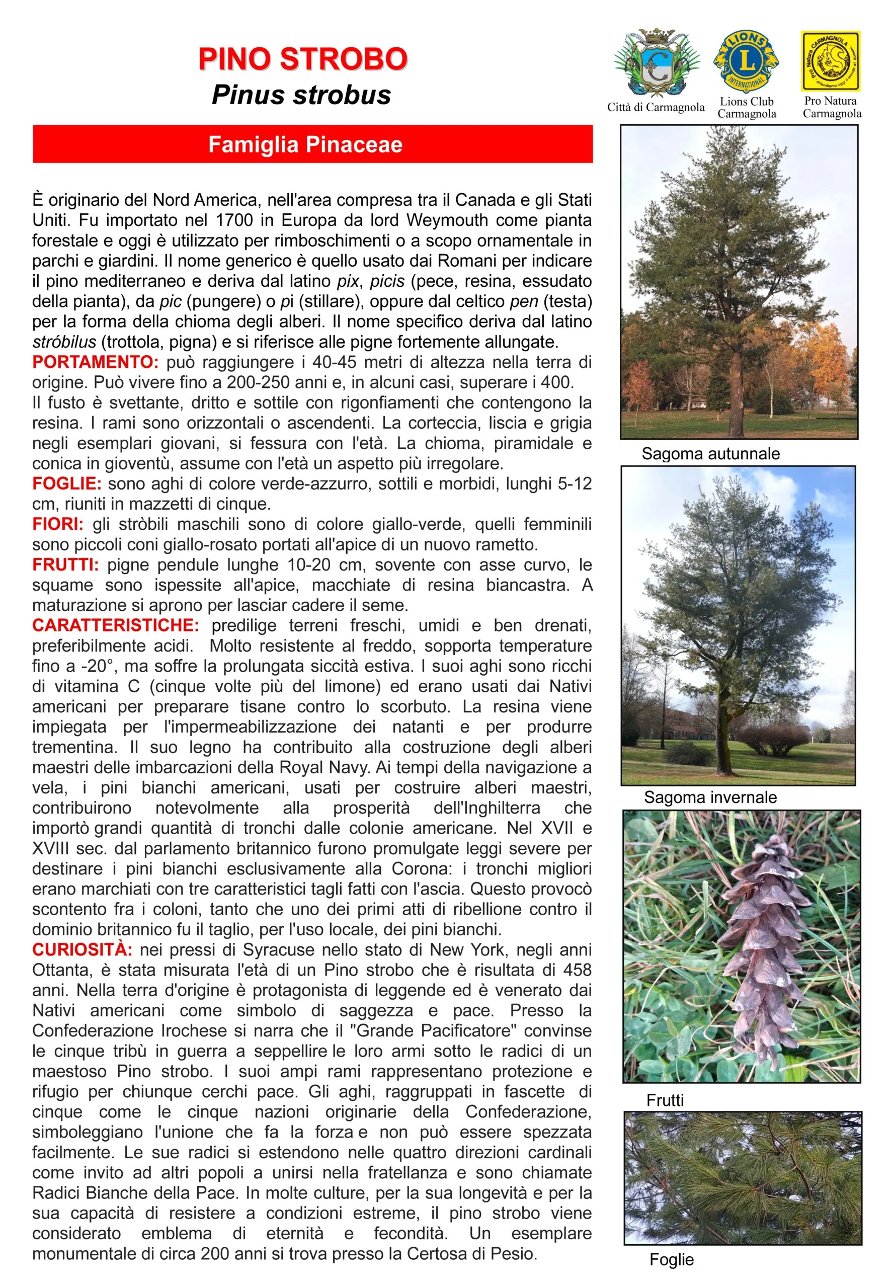 Scheda illustrata: Pino strobo, con le foto: Sagoma autunnale, Sagoma invernale, Frutti, Foglie