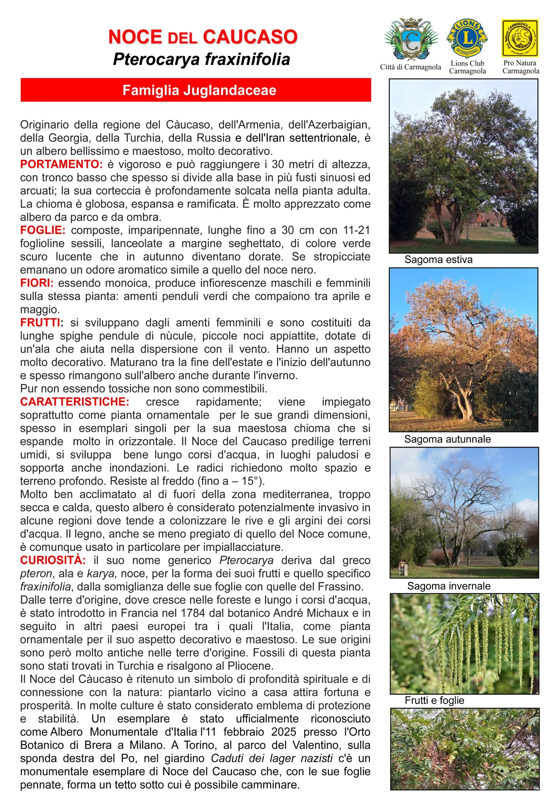 Scheda illustrata: Noce del Caucaso, con le foto: Sagoma estiva, Sagoma autunnale, Sagoma invernale, Frutti e foglie, (ultima foto senza didascalia)