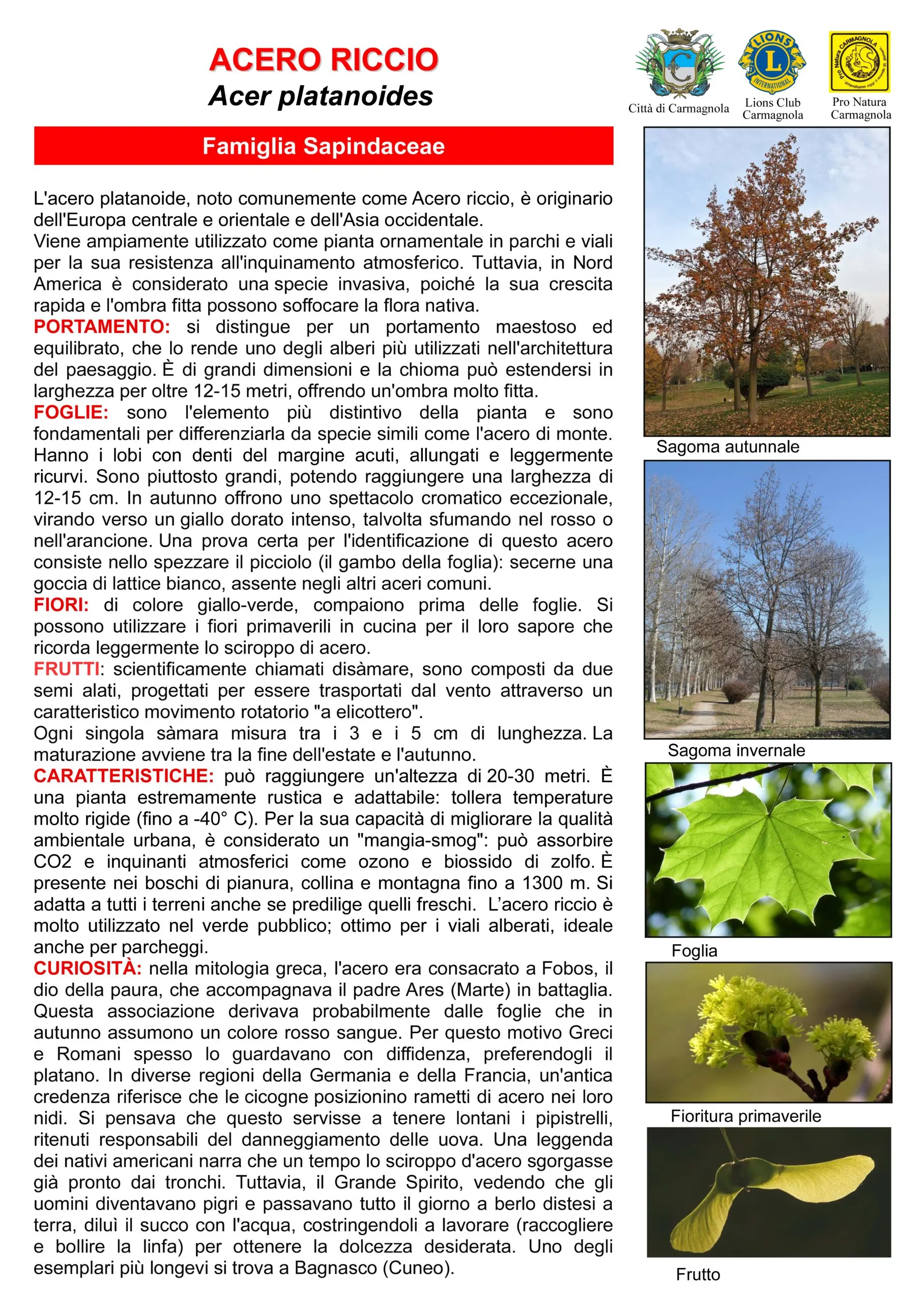 Scheda illustrata: Acero riccio, con le foto: Sagoma autunnale, Sagoma invernale, Foglia, Fioritura primaverile, Frutto