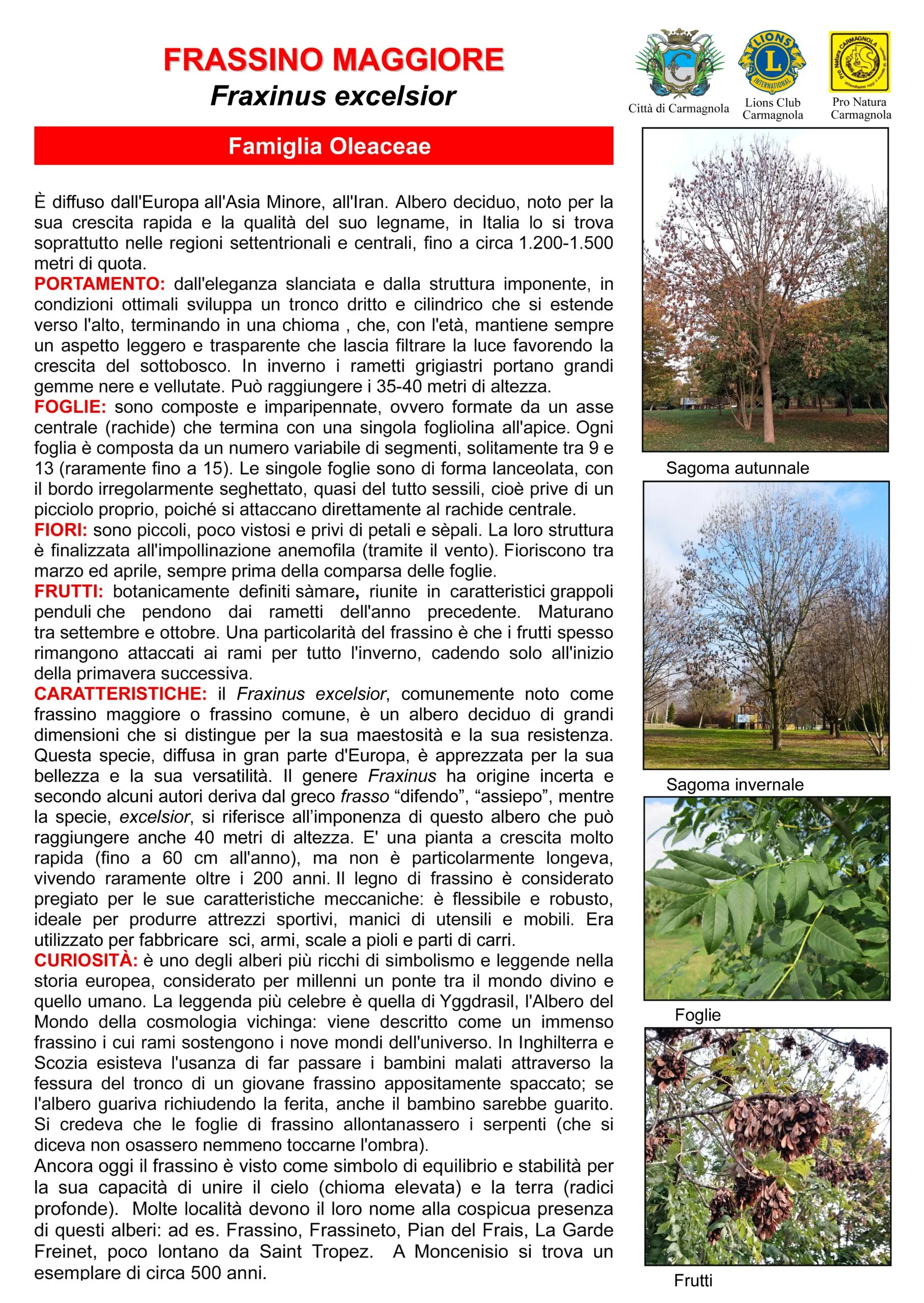 Scheda illustrata: Frassino maggiore, con le foto: Sagoma autunnale, Sagoma invernale, Foglie, Frutti