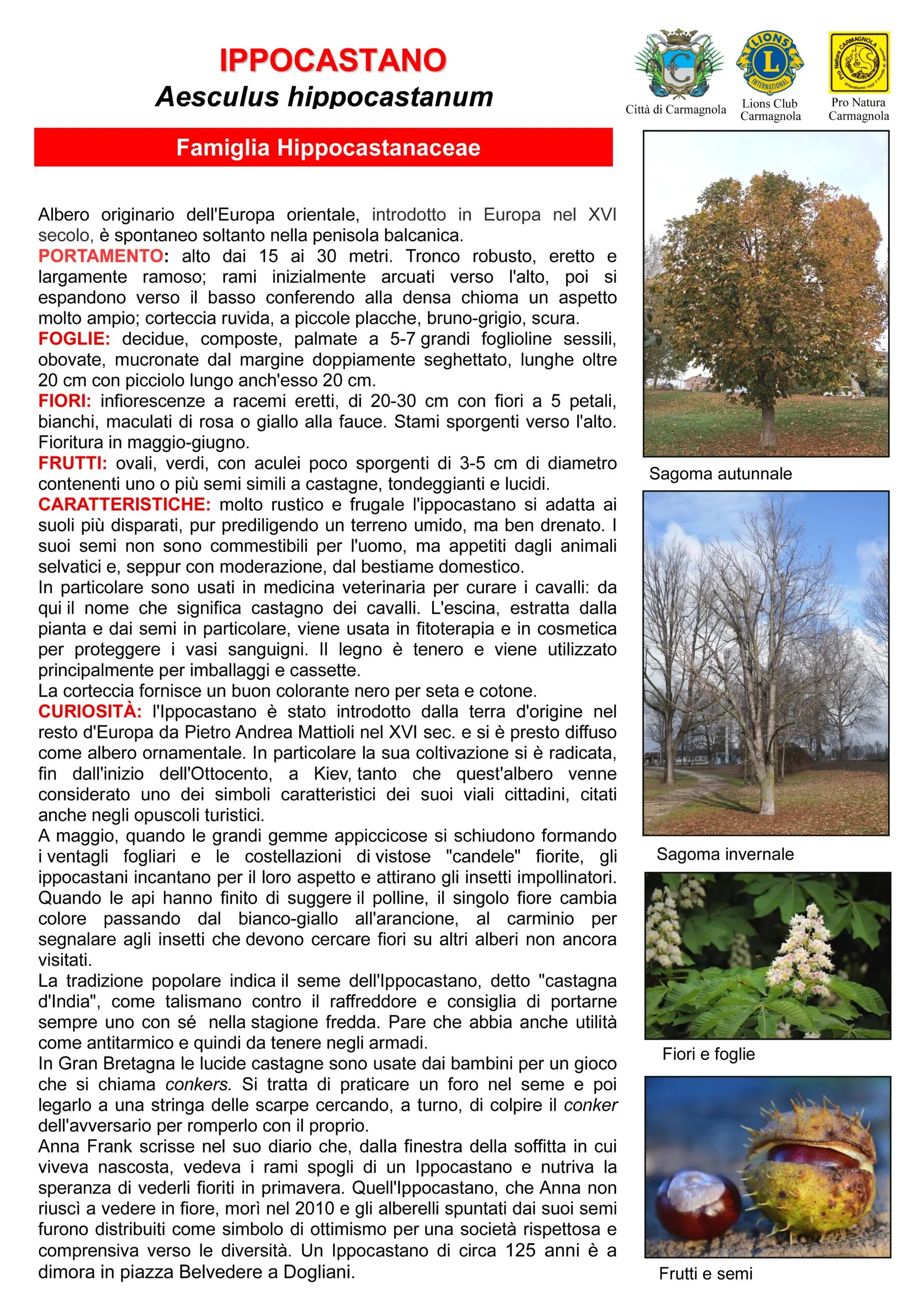 Scheda illustrata: Ippocastano, con le foto: Sagoma autunnale, Sagoma invernale, Fiori e foglie, Frutti e semi