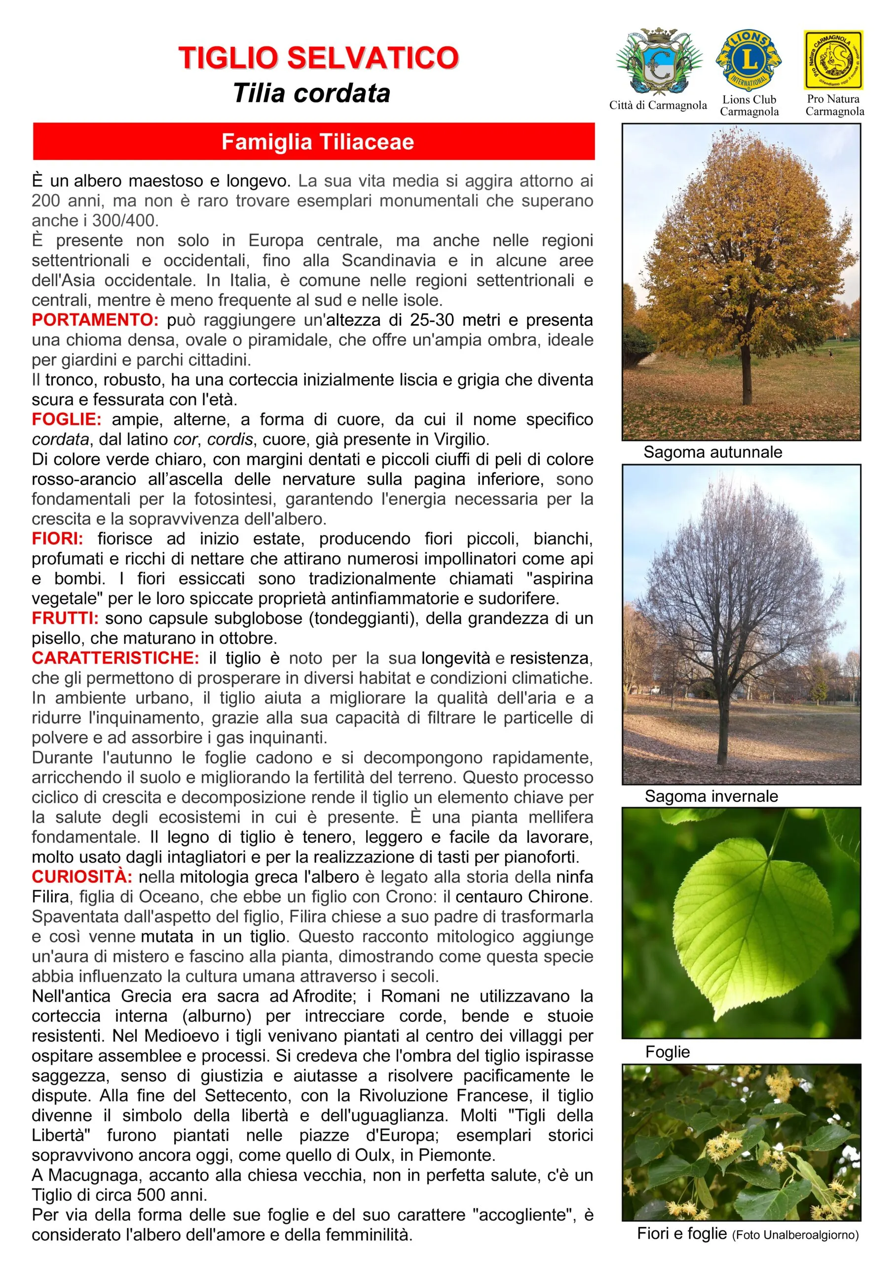 Scheda illustrata: Tiglio selvatico, con le foto: Sagoma autunnale, Sagoma invernale, Foglie, Fiori e foglie (Foto Unalberoalgiorno)