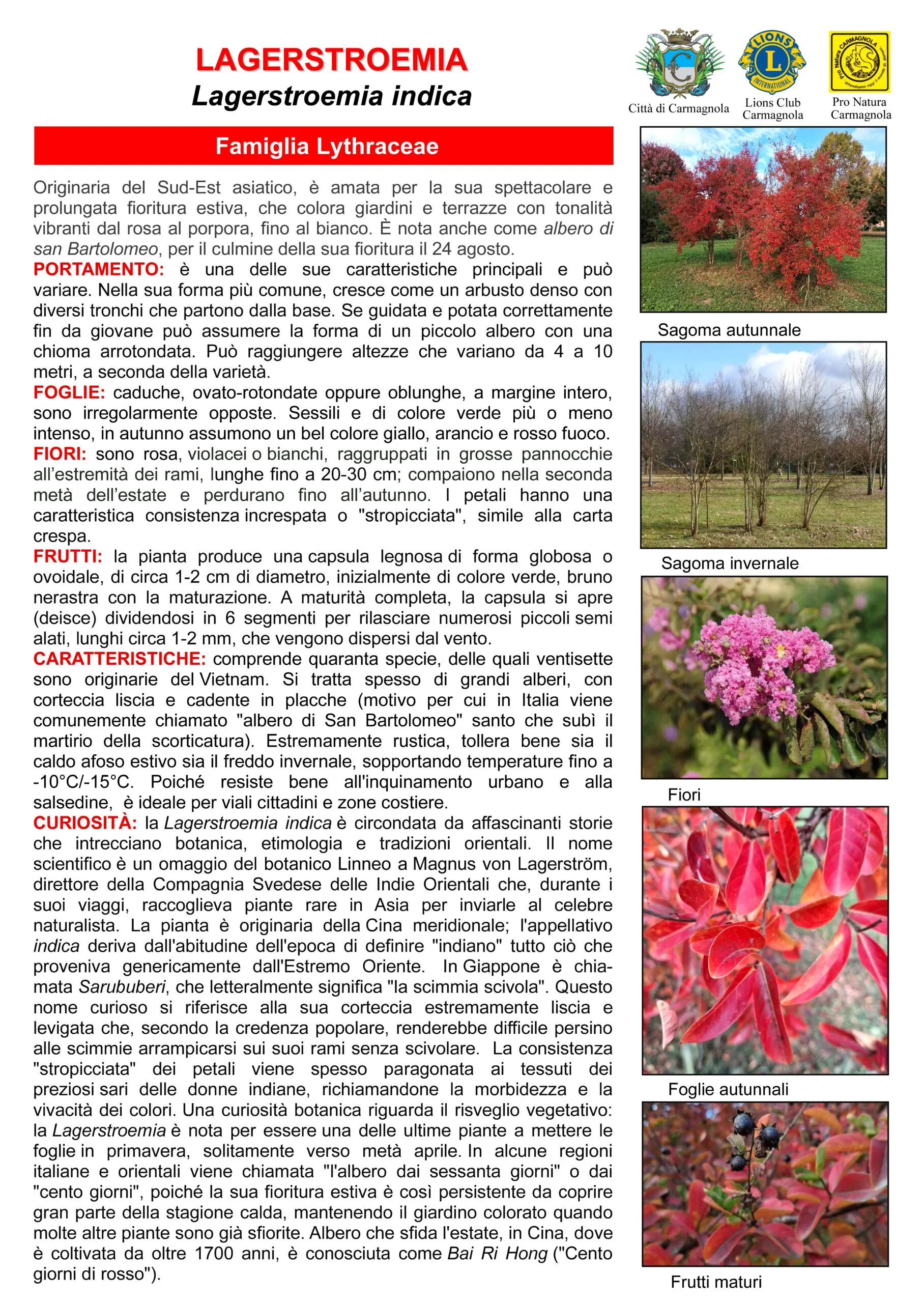 Scheda illustrata: Lillà delle Indie o Mirto crespo, con le foto: Sagoma autunnale, Sagoma invernale, Fiori, Foglie autunnali, Frutti maturi
