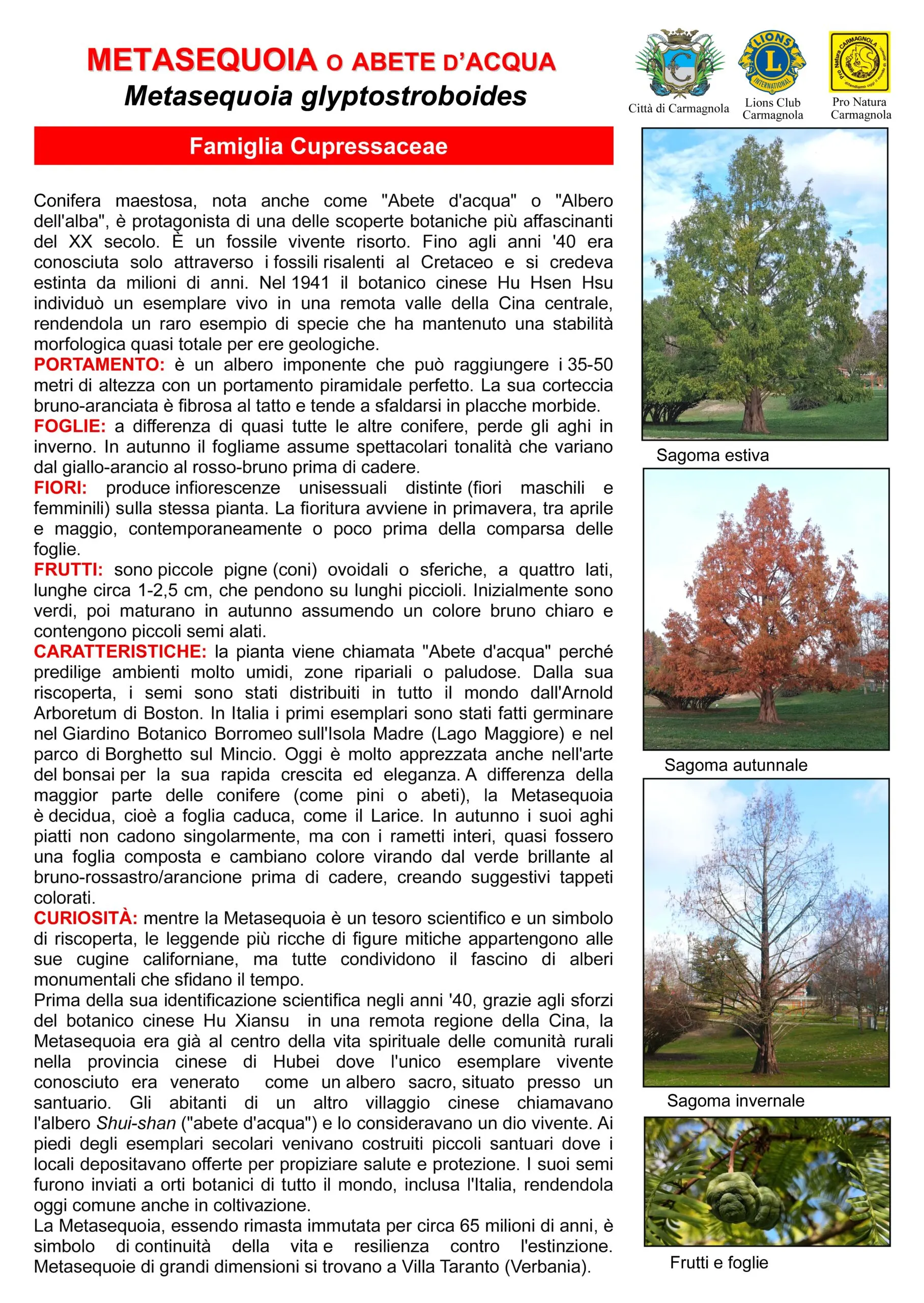 Scheda illustrata: Metasequoia o Abete d’acqua, con le foto: Sagoma estiva, Sagoma autunnale, Sagoma invernale, Frutti e foglie