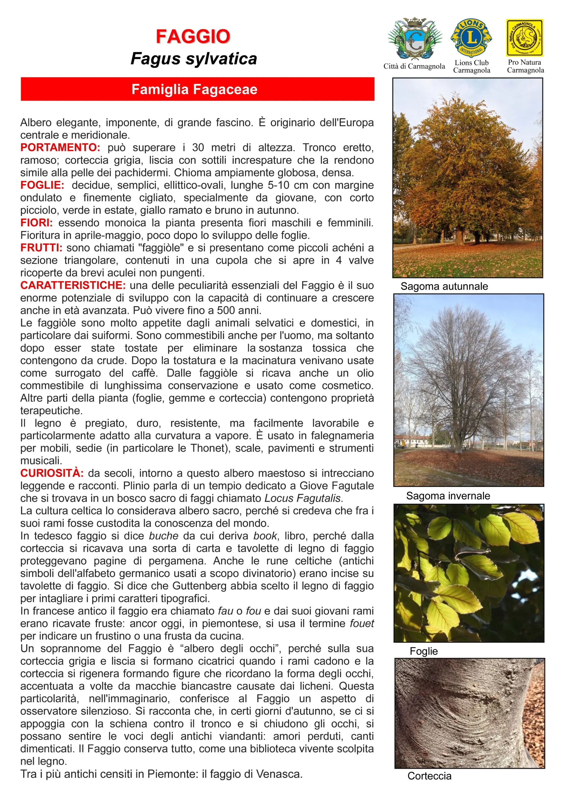 Scheda illustrata: Faggio, con le foto: Sagoma autunnale, Sagoma invernale, Foglie, Corteccia