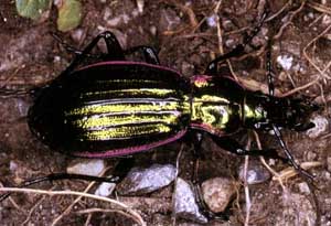 Carabus solieri