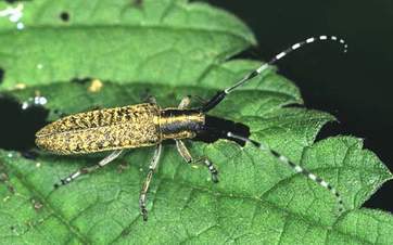 Agapanthia villosoviridescens