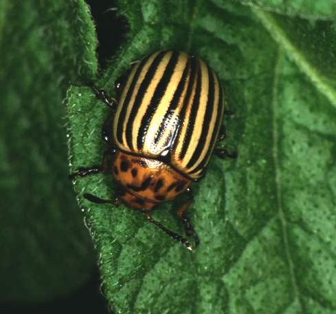 Doriphora decemlineata