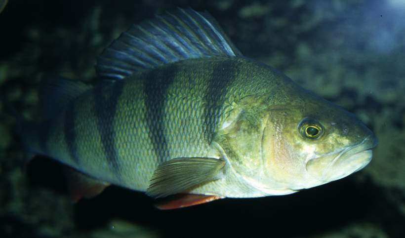 Pesce persico