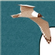 Torna alla Homepage